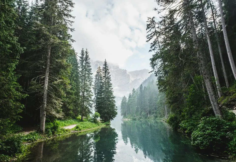 Sunlight through a green forest